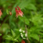 Aquilegia canadensisKukka