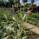 Cynara cardunculusLorea