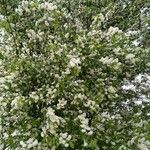 Prunus padus Kvet