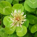 Trifolium repens Цветок