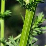 Artemisia annua Lubje