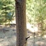 Acacia melanoxylon Bark