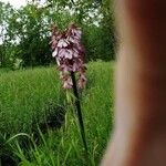 Orchis purpureaKvět