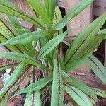 Lactuca indica Blatt