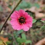 Potentilla nepalensis Flower