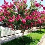 Lagerstroemia indica पत्ता