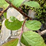 Salix pyrenaica Liść