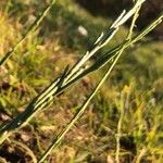 Hirschfeldia incana Fruit