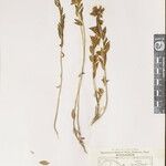 Stellera chamaejasme Other