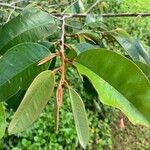 Chrysophyllum oliviforme Leaf