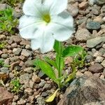 Petunia axillaris 花