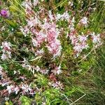 Rhododendron periclymenoides Blomst