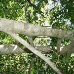 Casearia nitida 樹皮