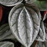 Peperomia caperata Blatt