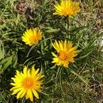 Inula ensifolia Flower