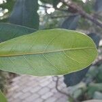 Ficus cyathistipula Blad