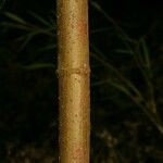 Boehmeria penduliflora 樹皮