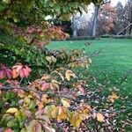 Parrotia subaequalis Hoja