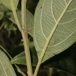 Lippia myriocephala Leaf