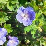 Geranium platypetalum ফুল