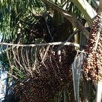 Mauritia flexuosa Fruit