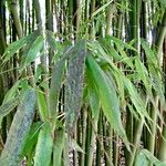 Phyllostachys reticulata Habitus