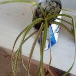 Tillandsia bulbosa 葉