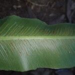 Asplenium africanum Leaf