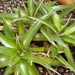 Dyckia brevifolia Лист