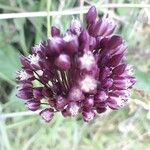 Allium rotundum Kwiat