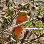 Kedrostis leloja Fruit