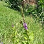 Verbena strictaBlüte