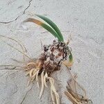 Pancratium maritimum Habit