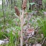 Neottia nidus-avis Flower