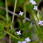 Sherardia arvensis Flor