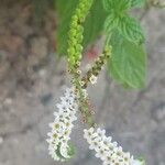 Heliotropium angiospermum Flower