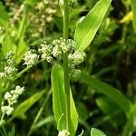 Chenopodiastrum hybridum 花