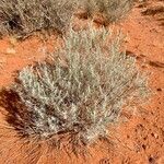 Artemisia filifolia ᱥᱟᱠᱟᱢ