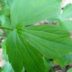 Ranunculus recurvatus Leaf