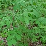 Polymnia canadensis Leaf