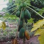 Carica papaya Frukt