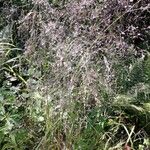 Deschampsia cespitosa Flors