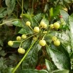 Ardisia crenata Gyümölcs