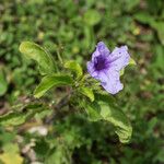 Ruellia tuberosa फूल