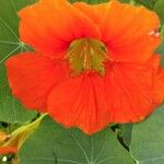 Tropaeolum majus花