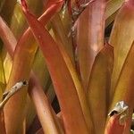 Aechmea blanchetiana Leaf