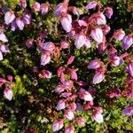 Phyllodoce caerulea Kwiat