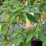 Brugmansia versicolor Plante entière