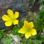 Ranunculus montanus Цветок