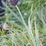 Carex parviflora Habit